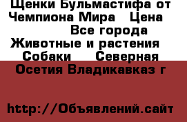 Щенки Бульмастифа от Чемпиона Мира › Цена ­ 1 000 - Все города Животные и растения » Собаки   . Северная Осетия,Владикавказ г.